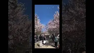 Cherry blossoms|| Ontario || Toronto || Trinity Bellwoods Park || I fly with you