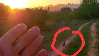 I WALK WITH WILDLIFE - FOLLOW ME FRIENDS - ADOPT MONGOOSES - ADOPT A MONGOOSE