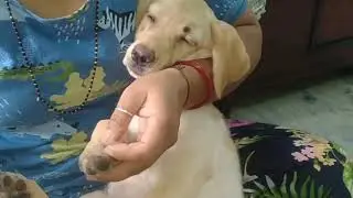 Sorry ye krna pada 😥 | dog can talk part  Review reloaded @kavitathedoglover