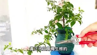 养三角梅，为什么不能隔三差五用生根种剂？三角梅养护方法和知识