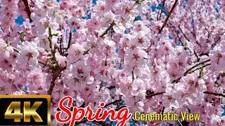 Cherry Blossoms and Other Beautiful Flowers | Spring Season in England|spring flowers blooming video