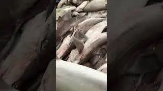 #trahmetonder #muscat #oman🇴🇲 #seebfishmarket #matrahfishmarket #bestholidaydestination #friday