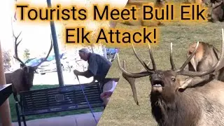 Close Calls When Tourists Meet Bull Elk | Close Up Elk Encounters | Elk Attacks