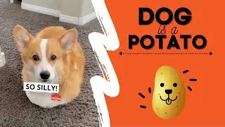 Dog Thinks He&rsquo;s a POTATO! #fail #cute