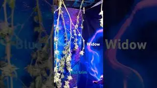 Blue Widow Wet Trim &ndash; Crystal Clarity Revealed