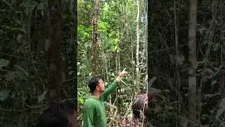 Mencari Orangutan Sumatera di Hutan Leuser #nature #alam #orangutan