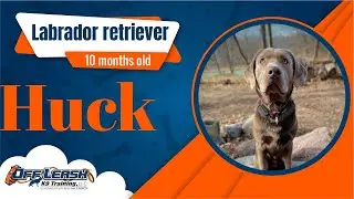 Freedom Board and Train | Huck | lab | 10m | Indianapolis off leash k9 training