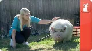 I love my pig! - My Forever Home