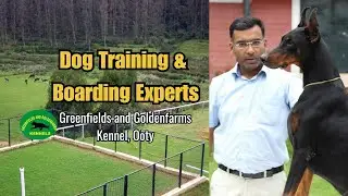 Best Dog Training & Boarding in Ooty | Greenfields & Golden Farms | 10+ Years Excellence