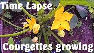 Courgettes / Zucchini Growing Time Lapse 5 Days in 60 Seconds