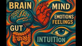 The 3 Brains Within How the Brain Heart and Gut Shape Your Mind Emotions and Intuition
