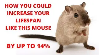 Intermittent Fasting Increases Lifespan in Mice By 14%