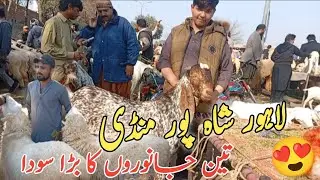 Lahore Shahpur mandi | 3 janwaron ki big deal 😍 | mundre chatre makhi chine bakre sahiwali bakre 