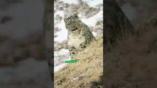 Snow Leopard Secrets: The Ghosts of the Mountains! ❄️🐆