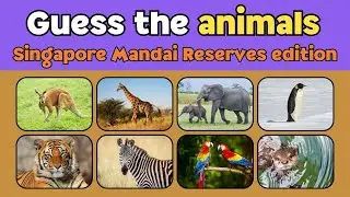 Quiz Time: Can You Identify the Animals?