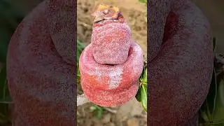 Super Fast Fruit Cutting Challenge 🍑