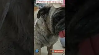 10rs ki Goli kar sakti hai aapke dog ke har tarah ki skin problem ka ilaaj 🙂👍 #shorts #doglover #dog