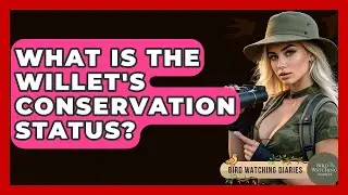 What Is The Willet's Conservation Status? - Bird Watching Diaries