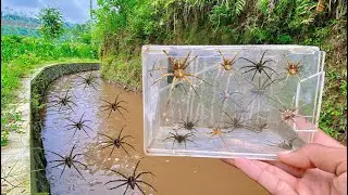 Hunting Top 7 Fishing Spider With Simple Tools