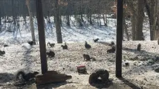 Welcome to The Dirtybird backyard Live #birds #live #nature