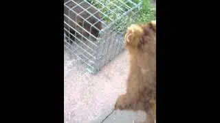 Mink Scream