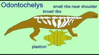 PL2: ANAPSID: Odontochelys: TURTLE EVOLUTION