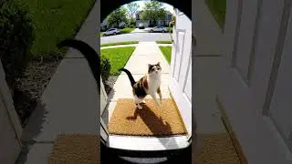 Cat tries to do a Crash Victory Dance