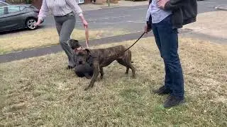 Ed walking with Lola