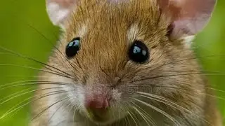 Q Ali Dar gaya 🥴🐭Anaya kiya sabka dimaag 🧠kharab ye 