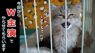 【再編集】子ネコお迎え　毛地獄一丁目一番地な件について