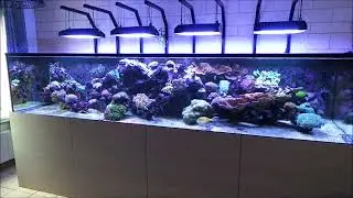 2600 Litres Récifal mixte Mars 2023