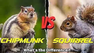 Chipmunk vs. Squirrel: What&rsquo;s the Difference? 🐿️