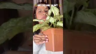 One day one plant  #aglonema #plantcaretips #plantsmakemehappy #onedayoneplant #yt #plantssparkjoy