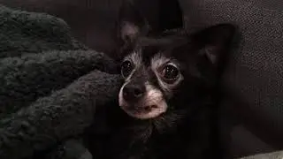 Stuck on My Teefs (ORIGINAL) by Puppy Songs