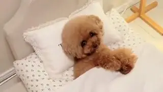 Poodle Dog dancing on TIKTOK live