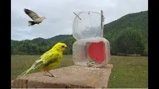 Awesome Quick Bird Trap Using Plastic Bottle - Easy Best Bird Traps Work 100%