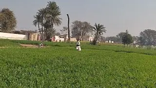 گندم میں یوریا کھاد کی چھڑکاؤ ۔  اپنا گاؤں پیارا ہے 