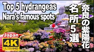 奈良県の紫陽花名所５選 2025 Top 5 Hydrangea Spots in Nara あじさい名所 奈良観光 奈良旅行 アジサイ 長谷寺 矢田寺 壷阪寺 岡寺 室生寺 あじさい回廊 JAPAN