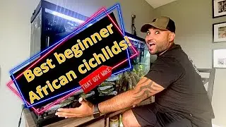 Best African Cichlids for Beginners!