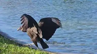 At the Bay Area Park