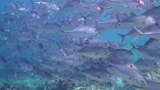 Sipadan - Sabah Malaysia Scuba Diving Apr 2023