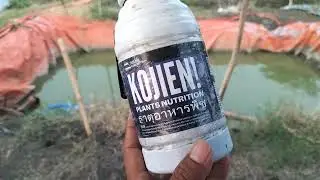 REVIEW ZAT STIMULATOR KOJIEN ANTI STRES PADA TANAMAN PADI, ANTI BULAI JAGUNG, ANTI KERITING CABAI