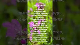 #Яснотка пурпурная #яснотка #ясноткапурпурна #ясноткапурпурная #травы #первоцветы #целебныетравы