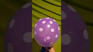 PURPLE POLKA DOT BALLOON INFLATION AND DEFLATION!!!
