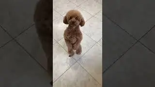 The cutest poodle walking around on hind legs 🐶🥰  #dogs #cute #shorts