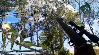 A Puro Campo!! CONTROL De PLAGA🐦🐦 Con NITRO PIST&Oacute;N