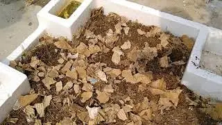 using waste material in garden/thermocol planters/ recycle/utilities/