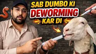 Dumbo Ki DEWORMING done 🐑❤️ | Full detail of Deworming your goat & sheep MUST WATCH!