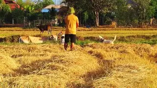 Fields of Friendship Life Among the Hay