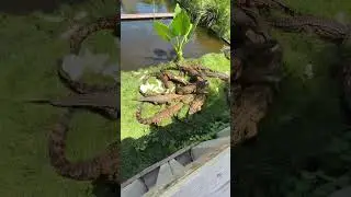 Crocodile Feeding Frenzy! #shorts